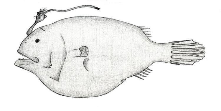 Phyllorhinichthys