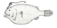 Phyllorhinichthys balushkini httpsuploadwikimediaorgwikipediacommonsthu