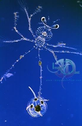Phyllosoma Picture of the Week Lobster Phyllosoma Larvae