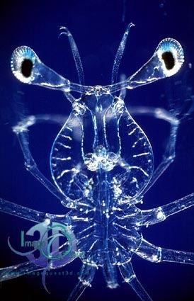 Phyllosoma Picture of the Week Lobster Phyllosoma Larvae