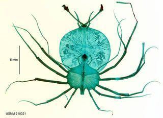 Phyllosoma It39s an alien it39s a green monster no it39s a PHYLLOSOMAquot No