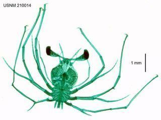 Phyllosoma It39s an alien it39s a green monster no it39s a PHYLLOSOMAquot No