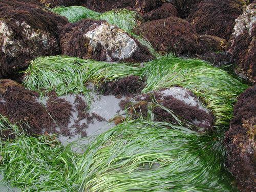 Phyllospadix Seaweeds of Alaska