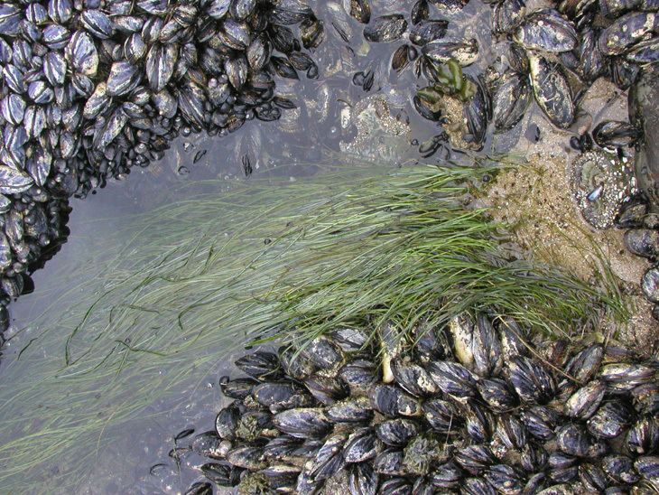 Phyllospadix Pacific Rocky Intertidal Monitoring Trends and Synthesis