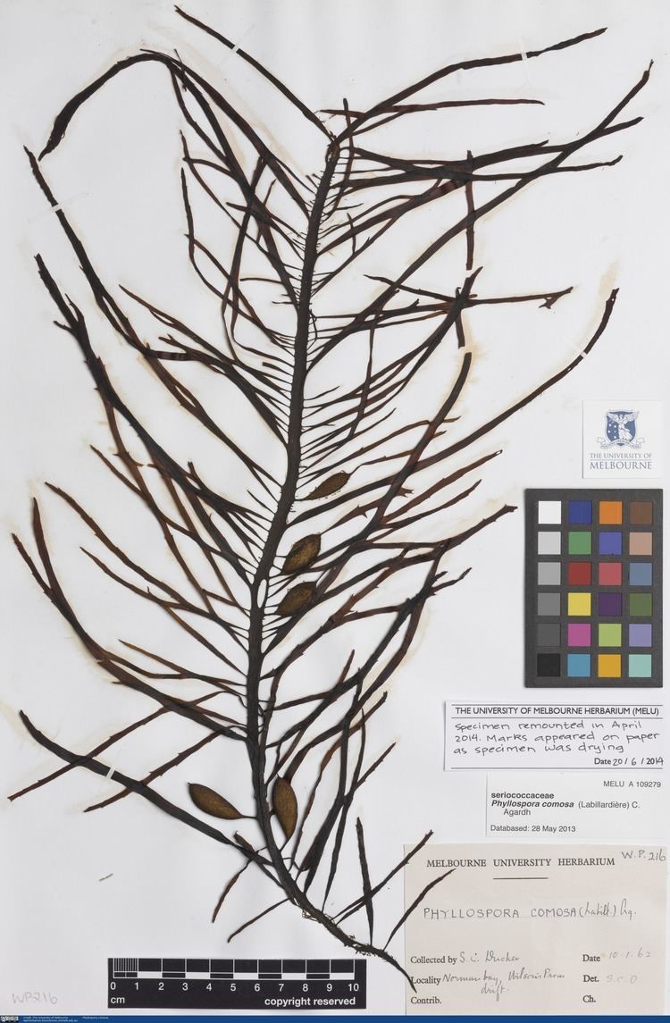 Phyllospora comosa Phyllospora comosa Wilsons Promontory Virtual Herbarium
