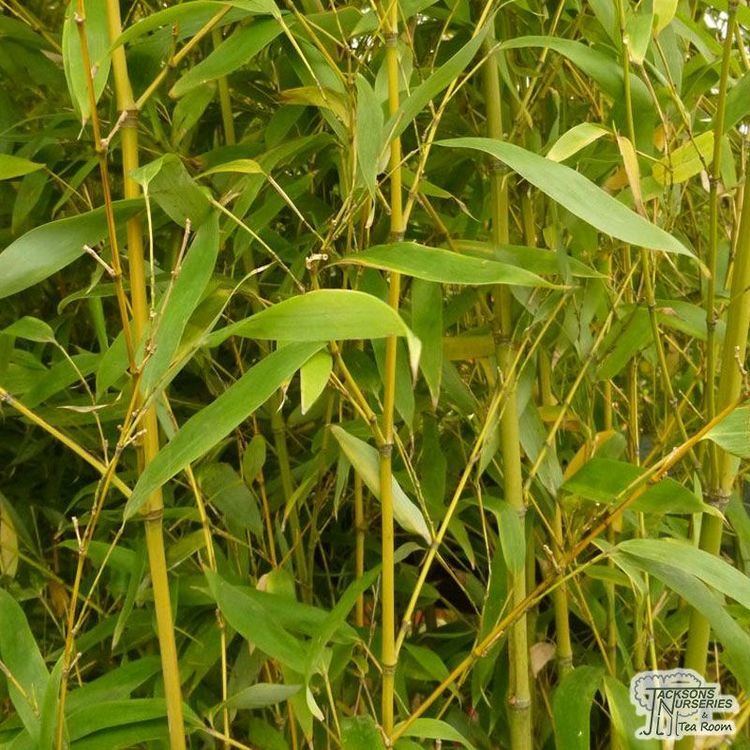 Phyllostachys aurea Buy Phyllostachys aurea Golden Bamboo in the UK