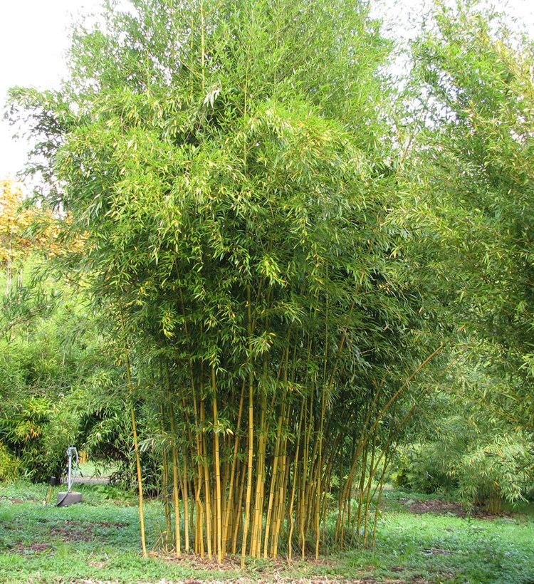 Phyllostachys aureosulcata Phyllostachys aureosulcata 39Spectabilis39