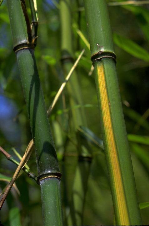 Phyllostachys aureosulcata wwwbamboogardencomimagesPaureosulcatajpg