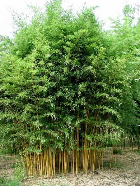 Phyllostachys aureosulcata Phyllostachys aureosulcata 39Aureocaulis39