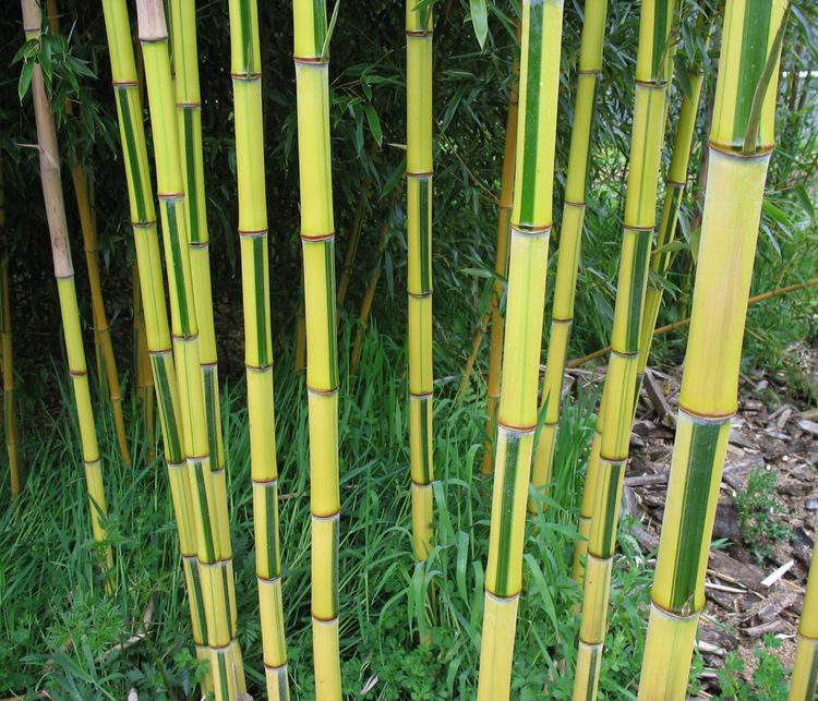 Phyllostachys aureosulcata Phyllostachys aureosulcata 39Spectabilis39