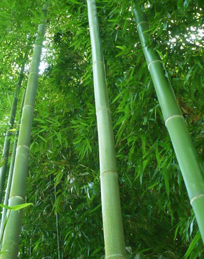 Phyllostachys bambusoides Phyllostachys bambusoides Japanese Timber Bamboo Madake