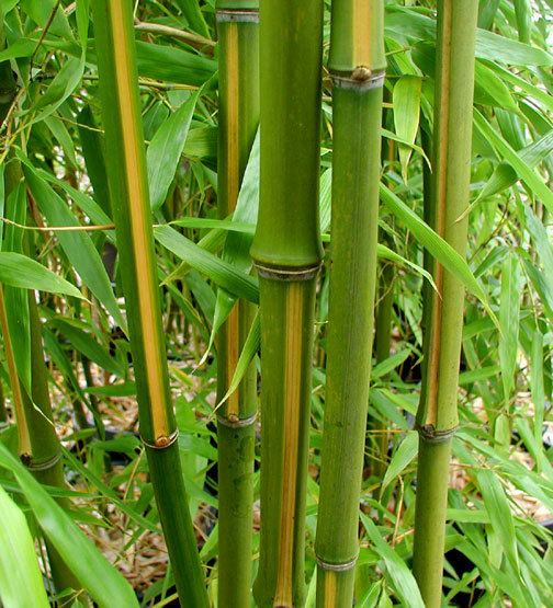 Phyllostachys bambusoides Phyllostachys bambusoides 39Castillon Inversa39