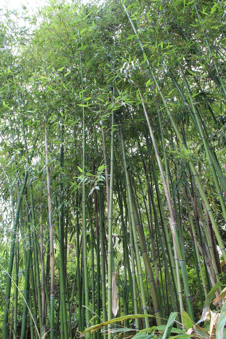 Phyllostachys bambusoides Phyllostachys bambusoides Siebold amp Zucc Checklist View
