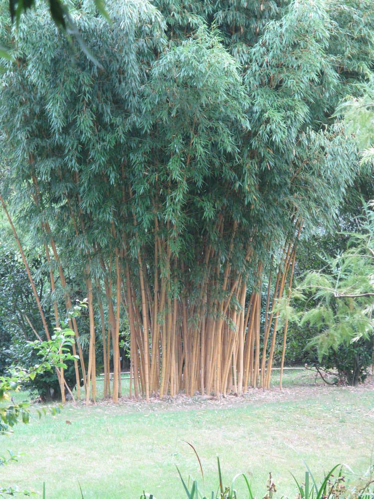 Phyllostachys bambusoides uploadwikimediaorgwikipediacommons11dPhyllo