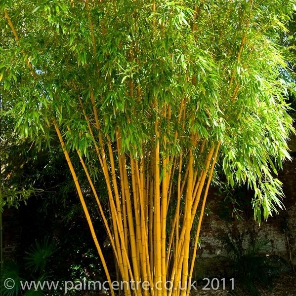 Phyllostachys Phyllostachys vivax aureocaulis bamboo From Palm Centre