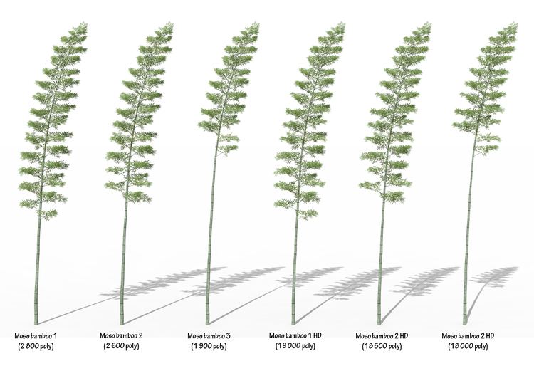 Phyllostachys edulis Bamboo Phyllostachys edulis giant bamboo single