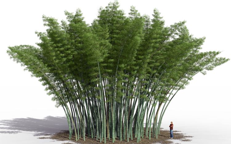 Phyllostachys edulis Bamboo Phyllostachys edulis giant bamboo single