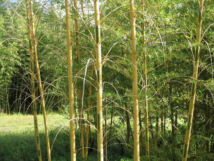 Phyllostachys edulis Online Plant Guide Phyllostachys edulis 39Bicolor39 Moso Bamboo