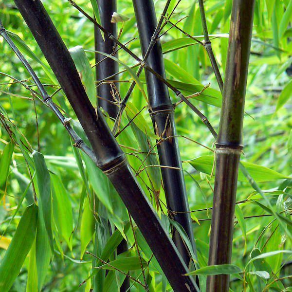 Phyllostachys nigra Phyllostachys nigra Black bamboo Bamboo Majestic Trees