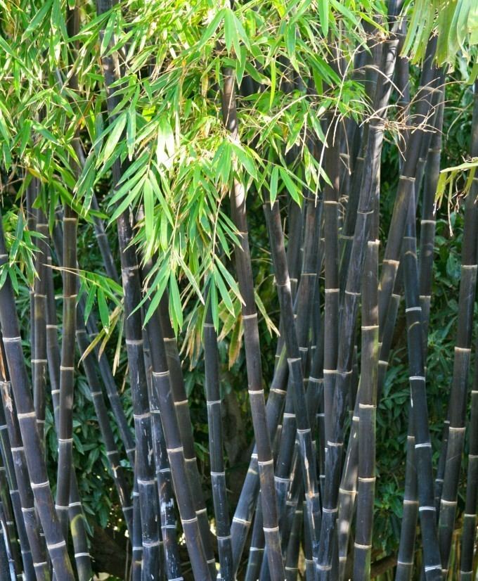 Phyllostachys nigra Phyllostachys Nigra Black Bamboo Green Cloud Solutions