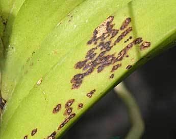 Phyllosticta Phyllosticta Leaf Spot