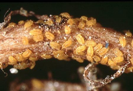 Phylloxera Phylloxera Vinehealth Australia