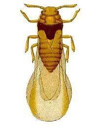 Phylloxeridae httpsuploadwikimediaorgwikipediacommonsthu