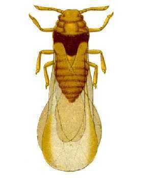 Phylloxeroidea