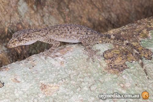 Phyllurus Ringed thintailed gecko Phyllurus caudiannulatus at the