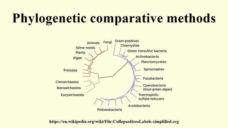 Phylogenetic comparative methods httpsiytimgcomviDGkaEuQeACImaxresdefaultjpg
