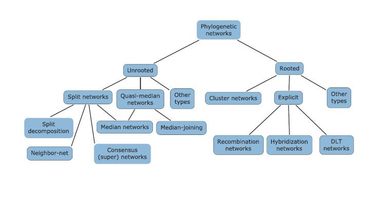 Phylogenetic network