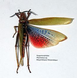 Phymateus httpsuploadwikimediaorgwikipediacommonsthu