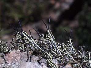 Phymateus viridipes Phymateus viridipes Wikipedia