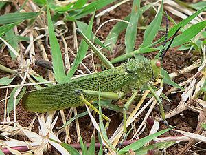 Phymateus viridipes Phymateus viridipes Wikispecies