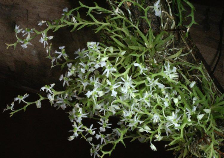 Phymatidium Phymatidium falcifolium
