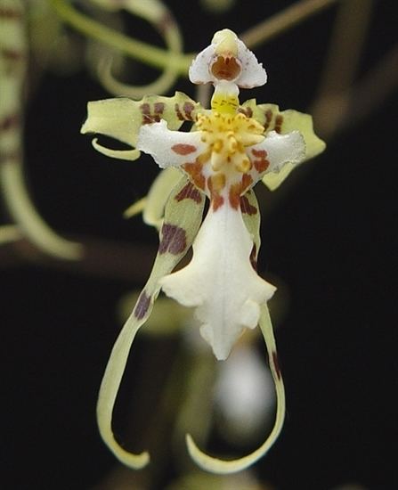 Phymatochilum Oncidium phymatochilum presented by Orchids Limited