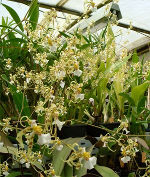 Phymatochilum Phymatochilum brasiliense Oncidium oppure Miltonia Orchidsit