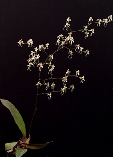 Phymatochilum Oncidium phymatochilum presented by Orchids Limited
