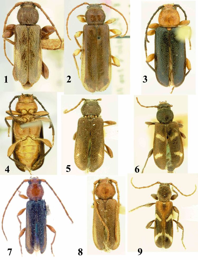 Phymatodes Nomenclatural changes in Phymatodes Beetles In The Bush