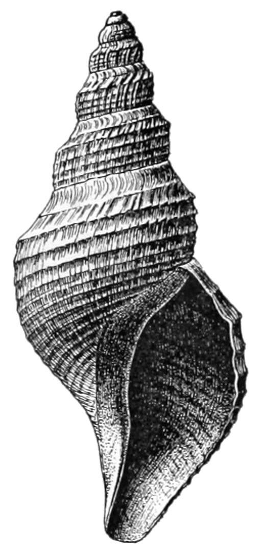 Phymorhynchus castaneus