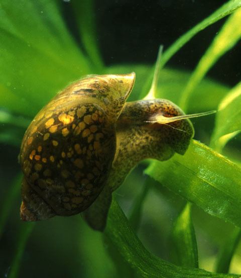 Physa Species Account Physa acuta Freshwater Gastropods of North America