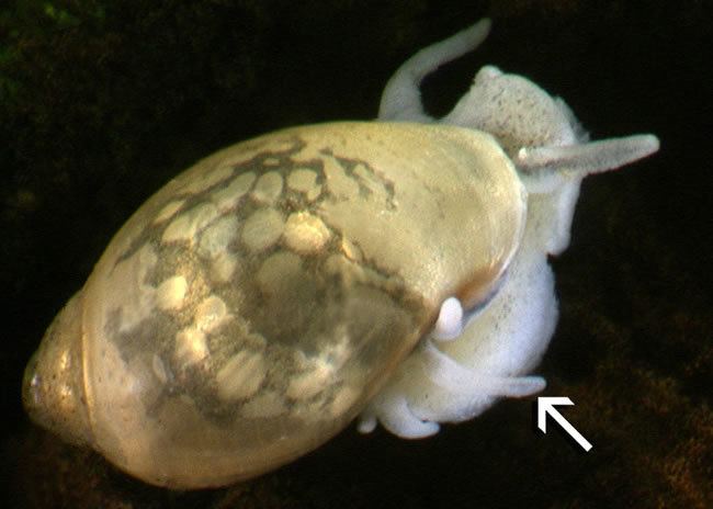 Physa Snail Snails Landcare Research