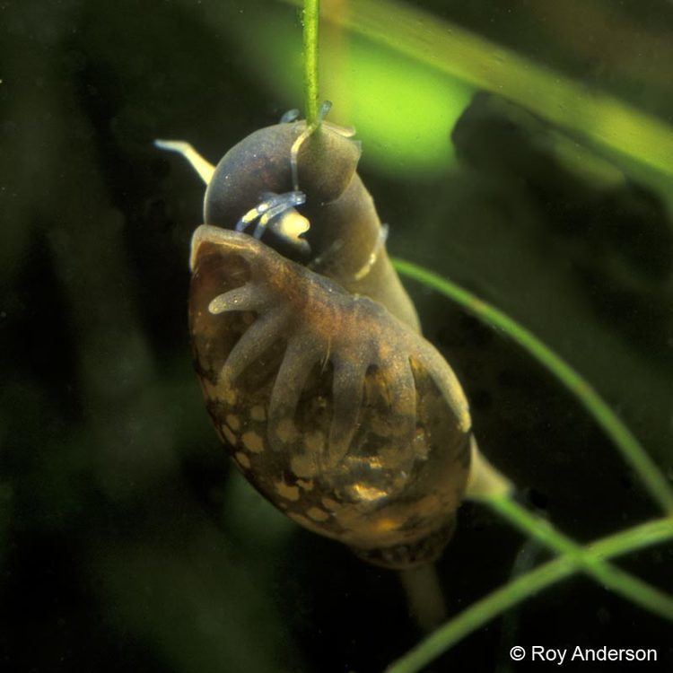 Physa fontinalis Physa fontinalis Linnaeus 1758 Common bladder snail
