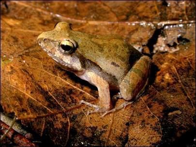 Physalaemus cuvieri Physalaemus cuvieri barker frog