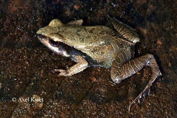 Physalaemus cuvieri Frsche Frogs Anuros