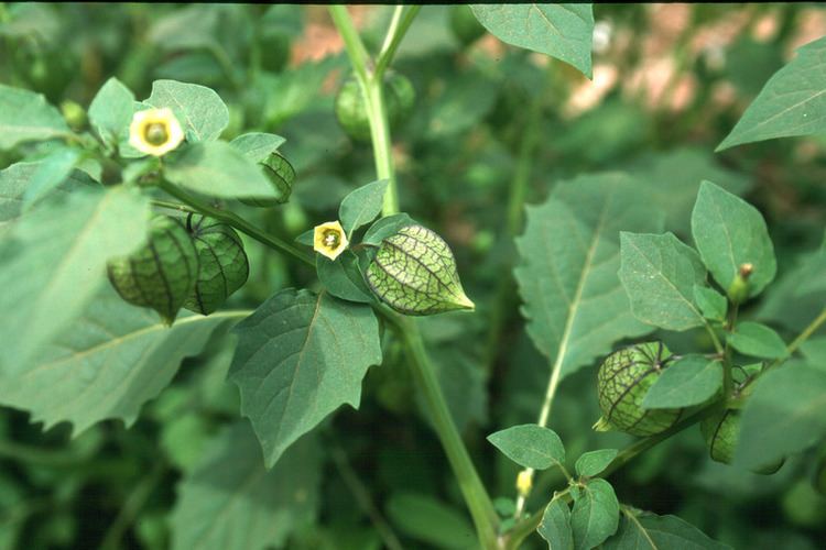 Physalis angulata Central African Plants A Photo Guide Physalis angulata L