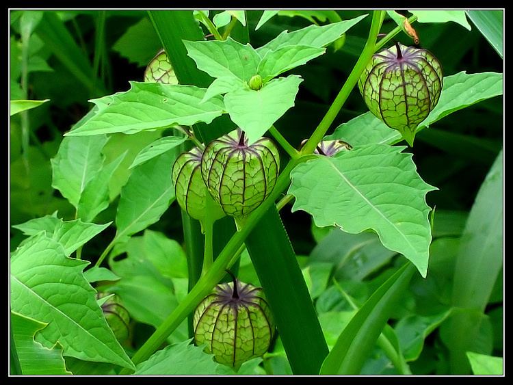 Physalis angulata TrekNature Physalis angulata Photo