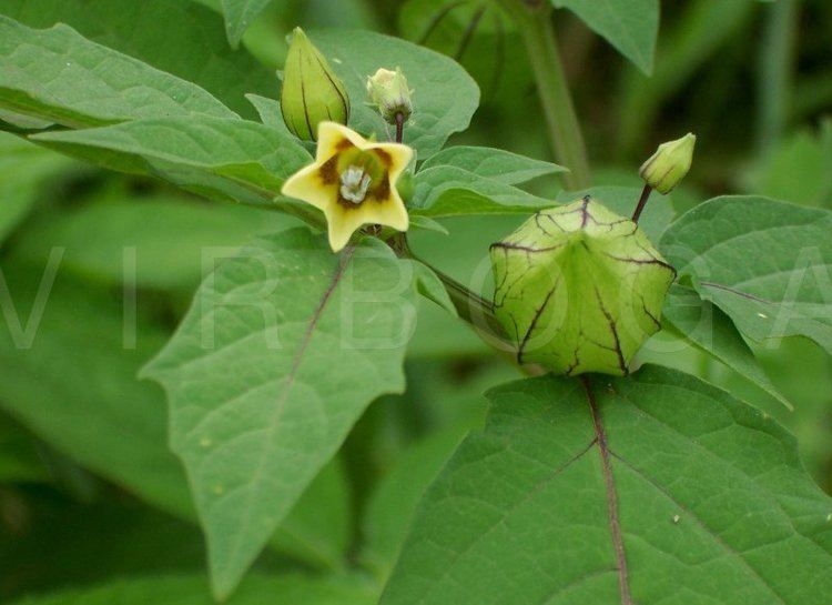 Physalis angulata VIRBOGA Physalis angulata