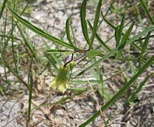 Physalis angustifolia httpsuploadwikimediaorgwikipediacommonsthu