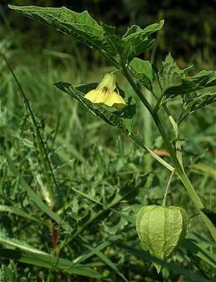 Physalis longifolia Online Virtual Flora of Wisconsin Physalis longifolia